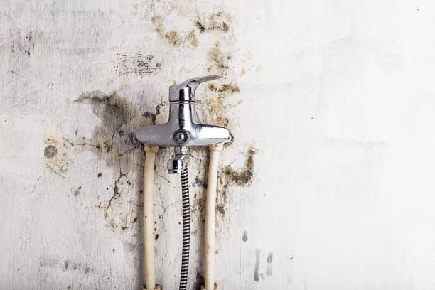 Best Mold Damage Repair  in Cadiz, KY