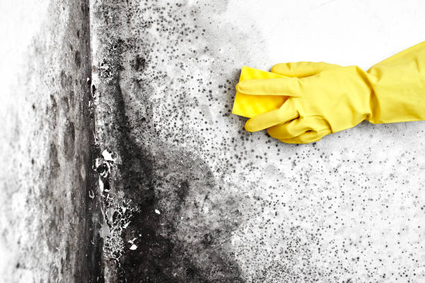 Crawl Space Mold Removal in Cadiz, KY
