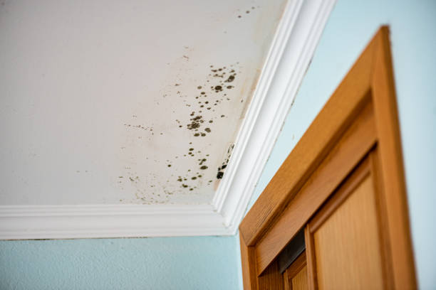 Best Commercial Mold Removal  in Cadiz, KY