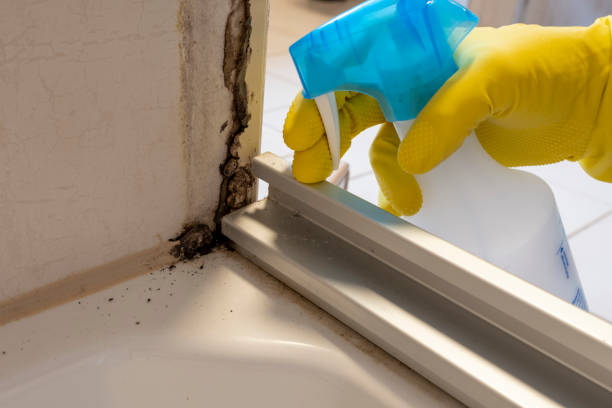 Best Residential Mold Removal  in Cadiz, KY