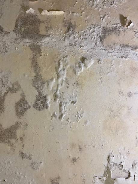 Best Attic Mold Removal  in Cadiz, KY